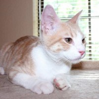 How to Remove Cat Urine Odor How to Remove Cat Urine Odor
